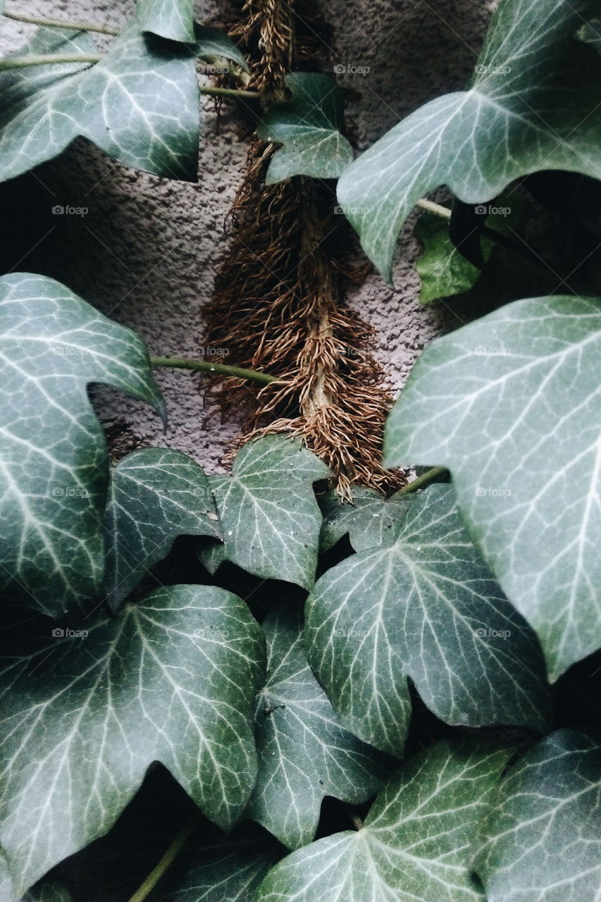 Ivy on the wall