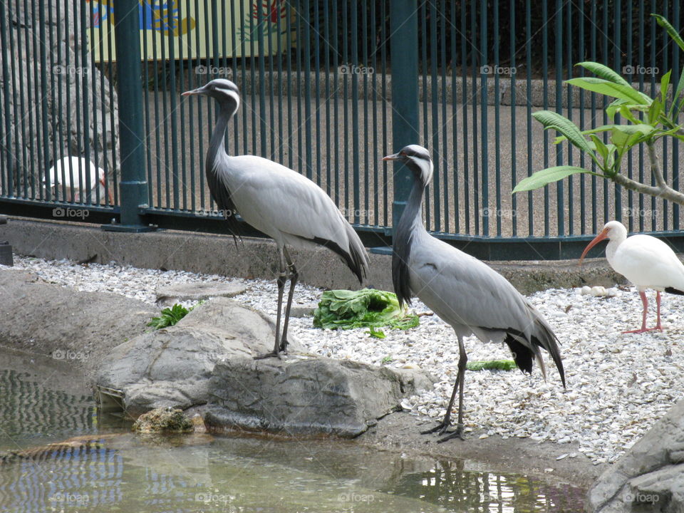 Birds by the water !