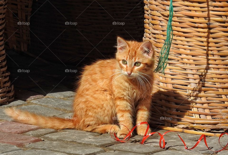 Playful kitten