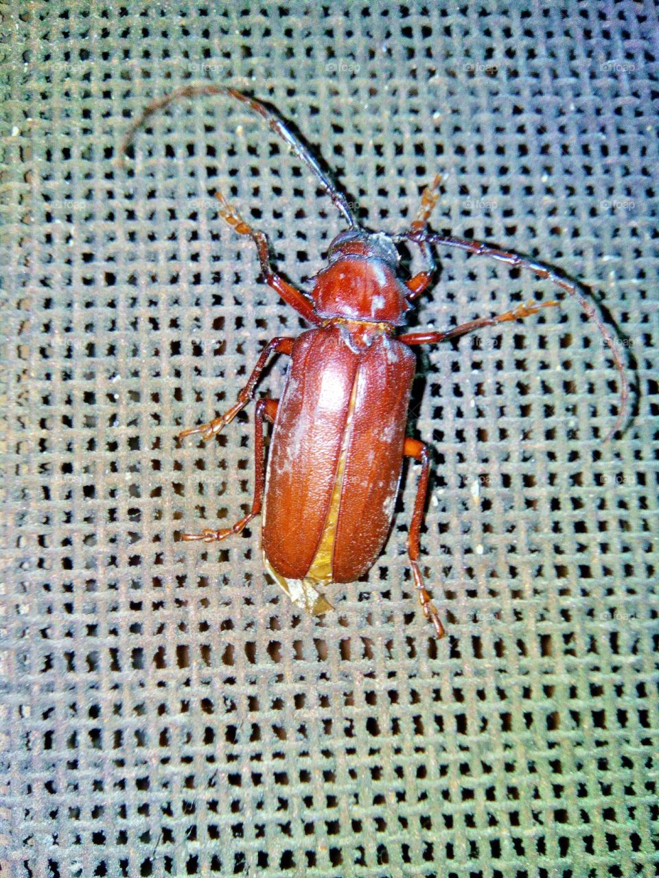 A Bug.