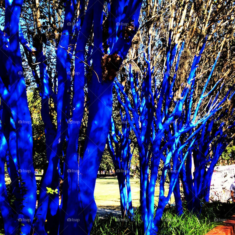 gainesville florida blue trees gators by catherine.whitaker