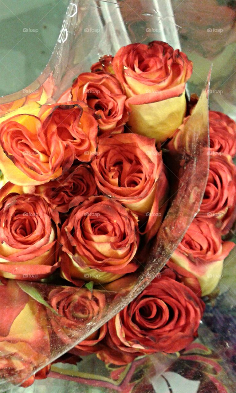 Ambiance roses. This South American variety boasts a large showy head with a dark orange edge and high petal count. 