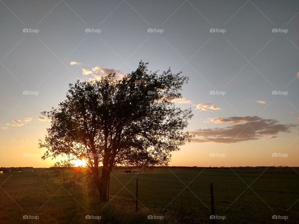 tree sunset