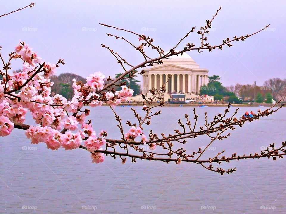 
Jefferson Memorial - Tidal Basin - The memorial is located on the Tidal Basin surrounded by a grove of trees making it especially beautiful during Cherry Blossoms season