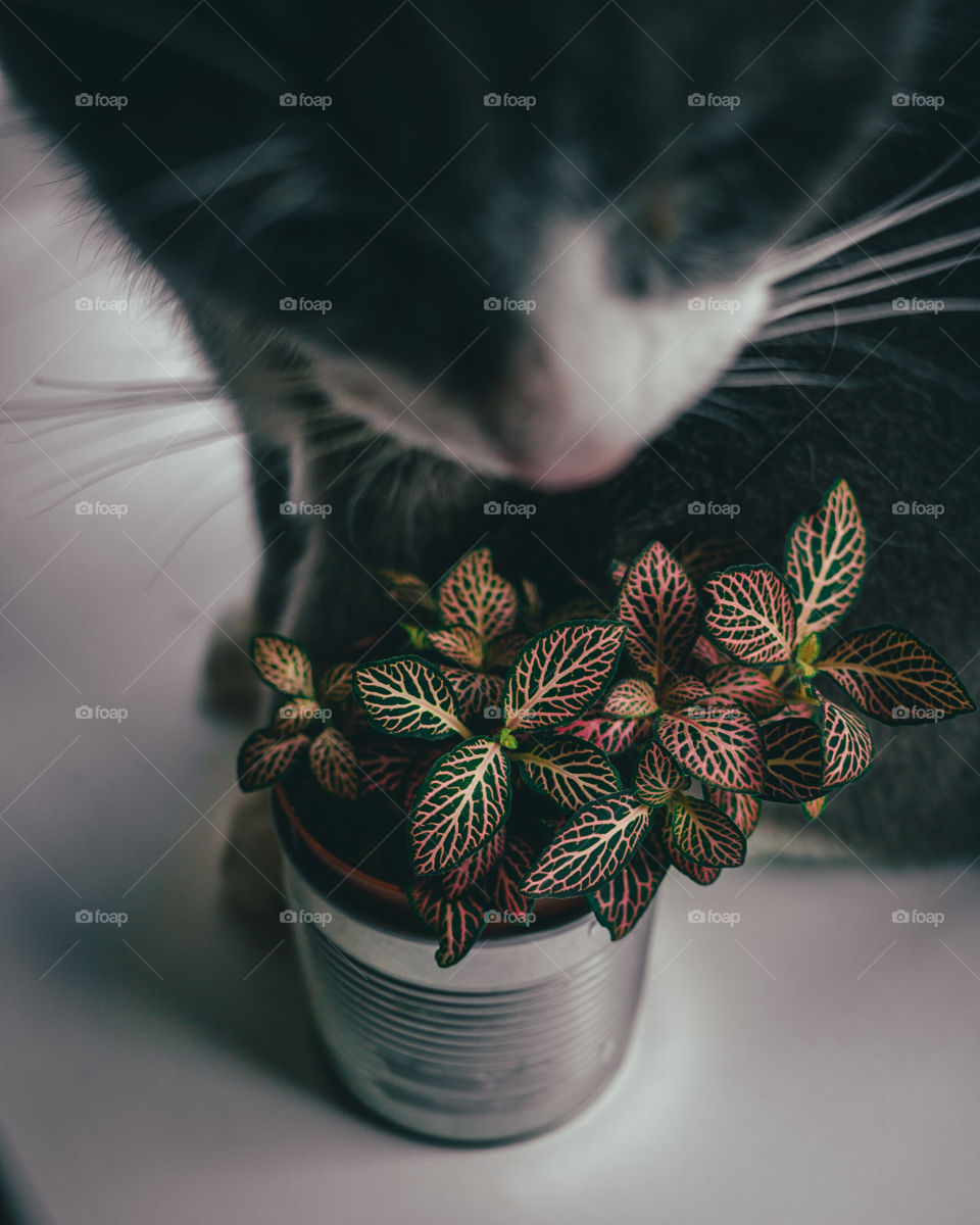 Cat and fittonia