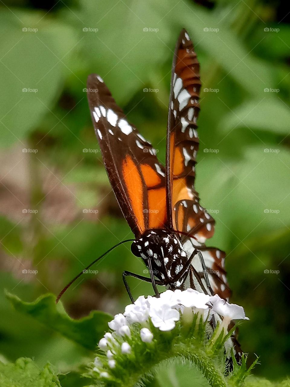 closeup of butterfly