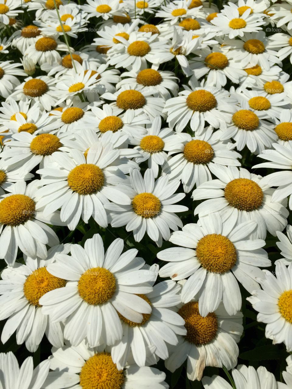 Field of white daises