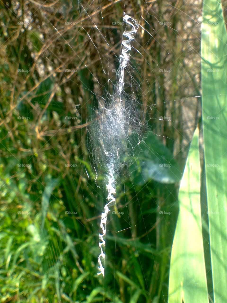 Spiderweb