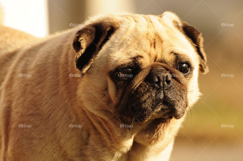 Serious Pug