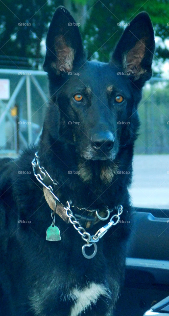 The German Shepherd  dog has made a name for himself as a police and military dog, guide and assistance dog, search dog and detector dog!