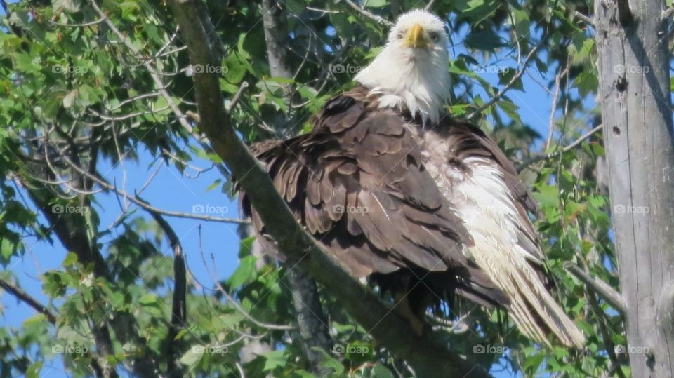 Bald Eagle high in tree