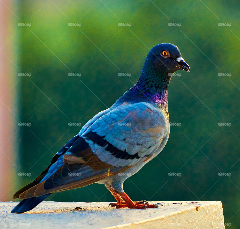 Bird photography  - Dove  - Closeup