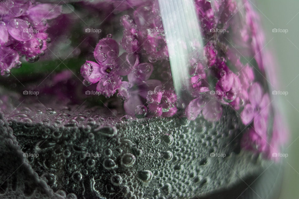 Purple flower in soda water