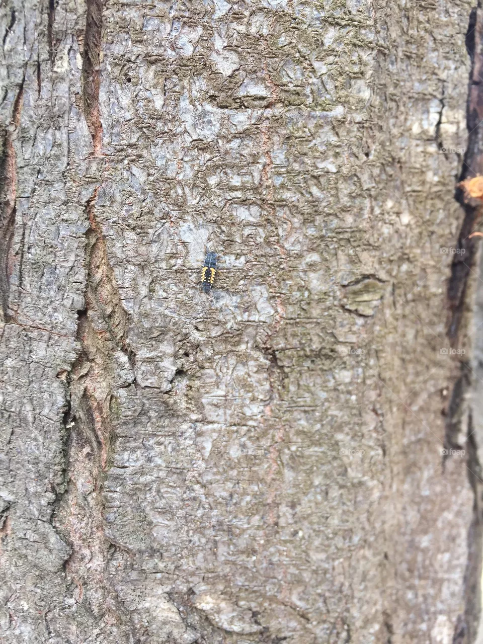 Insekt Baum 