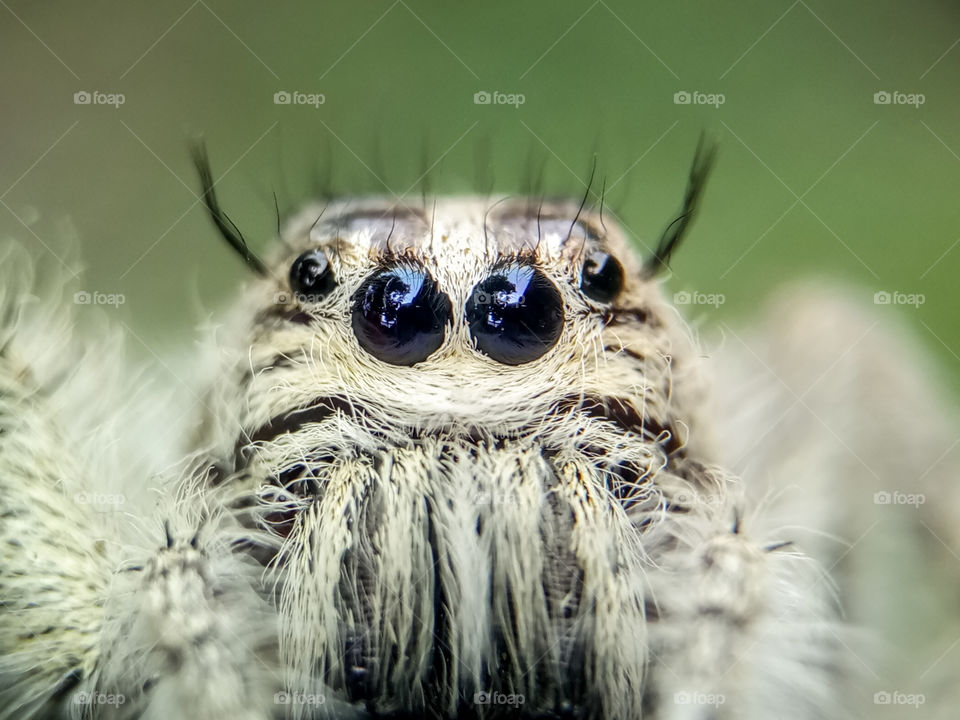 The Eye Spider