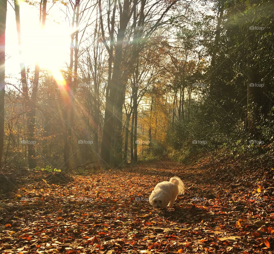 A dog on dry leaves at autumn