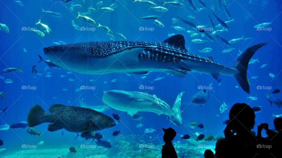 Georgia Aquarium