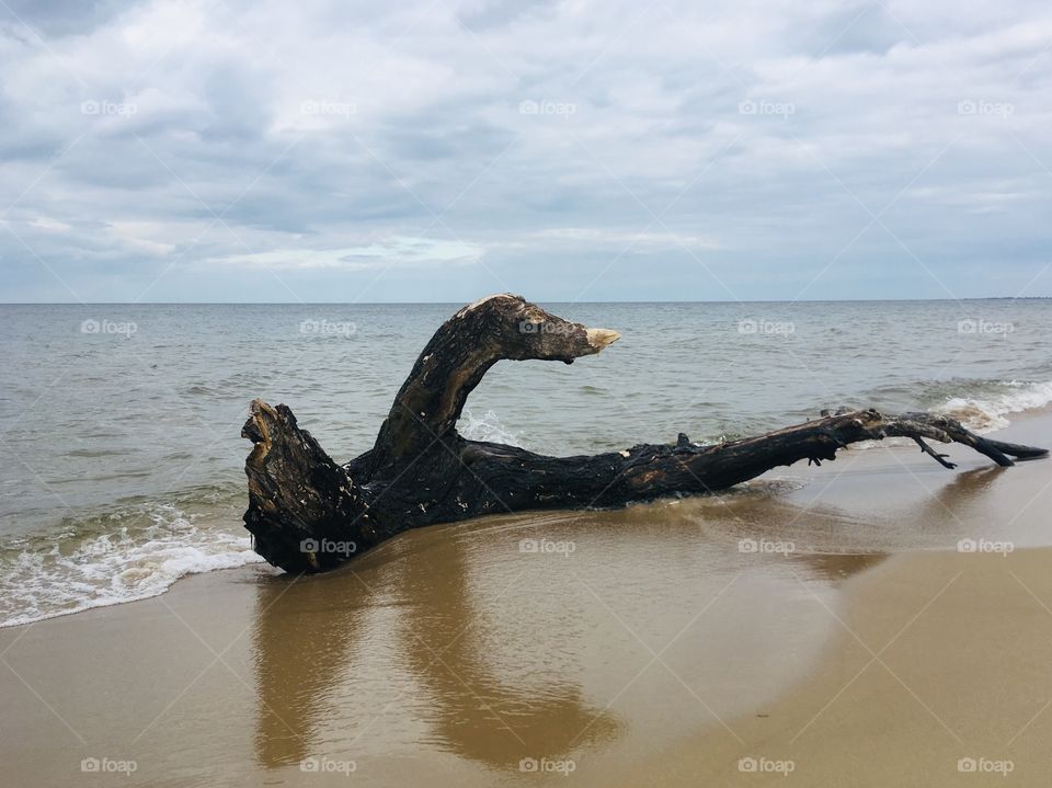 Tree thrown out by the sea