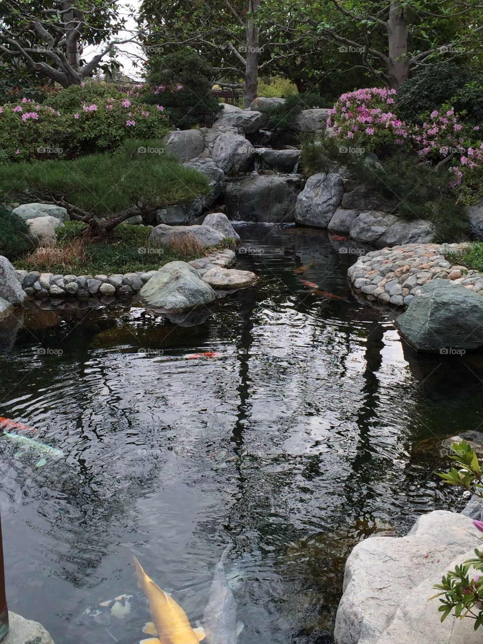 Japanese Garden Pond. A serene Koi pond in a Southern California Japanese Garden at Balboa Park