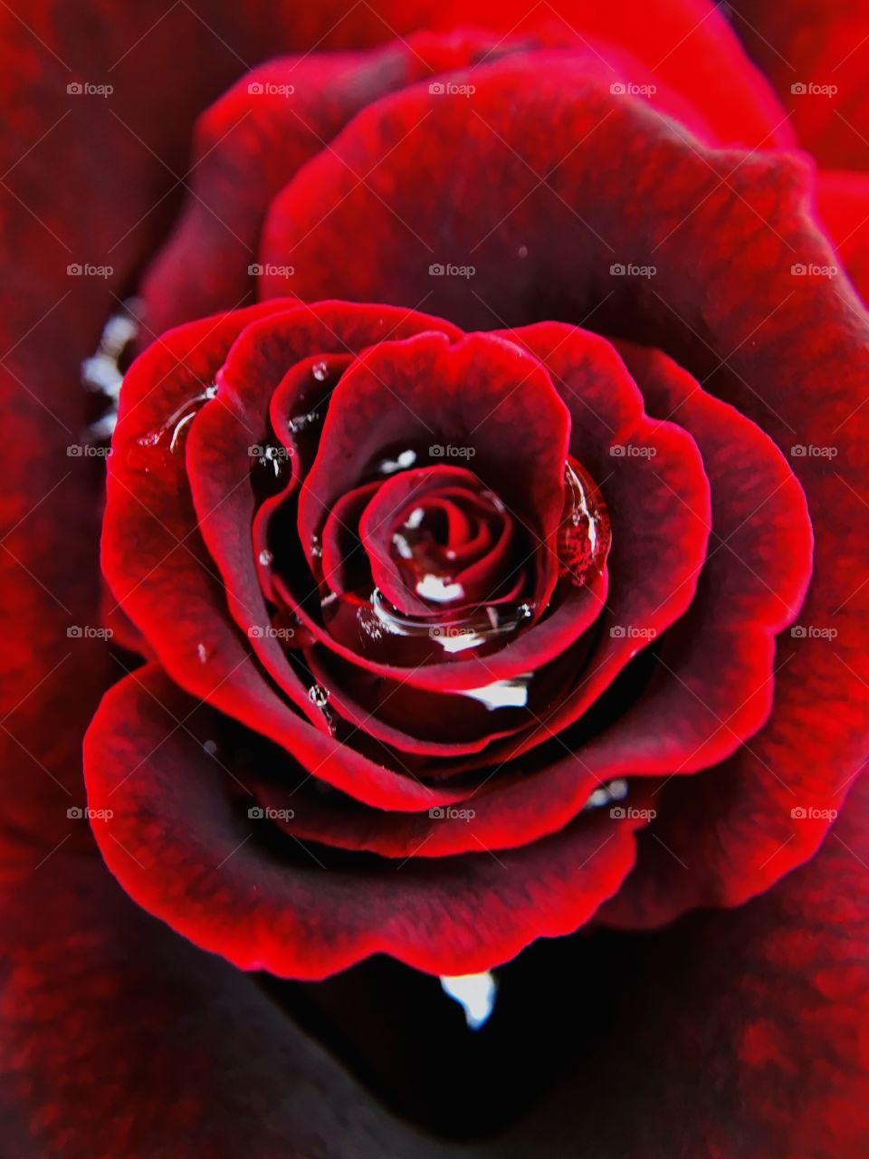 RED rose with water dew