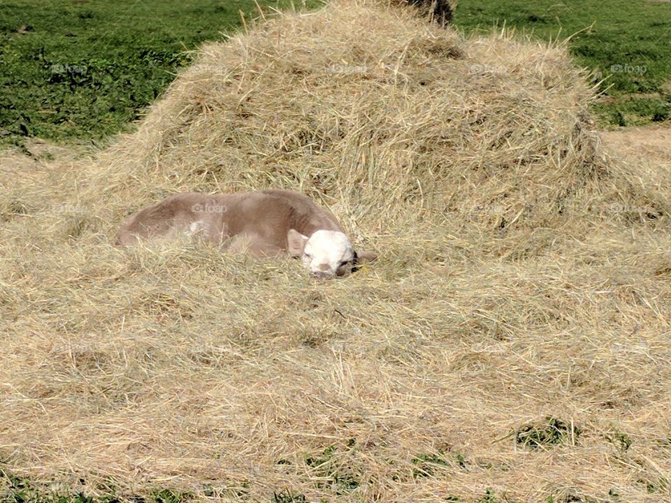 sleepy baby calf