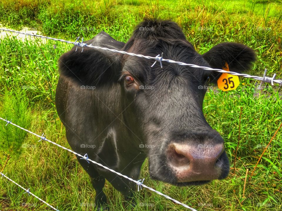 An up close cow on the farm.