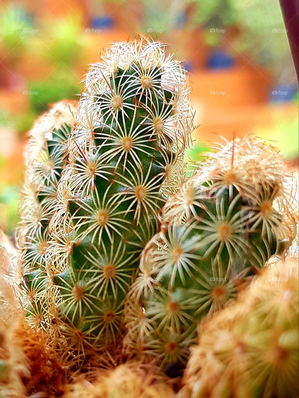 cactus