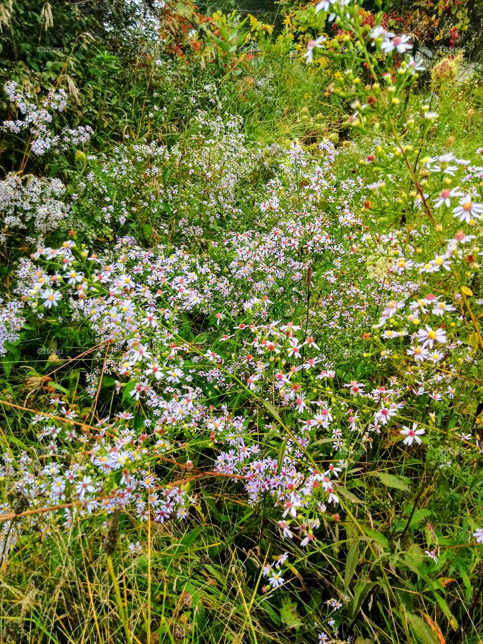 Last of the Wildflowers