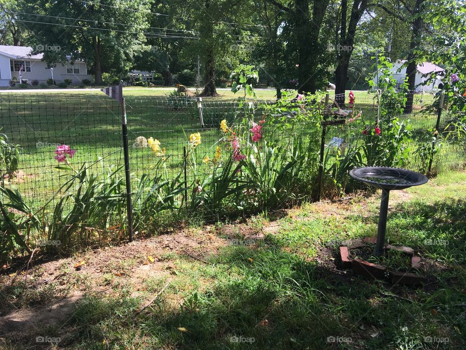 I just love my Glads it is worth the wait when they finally bloom! Happy flowers.