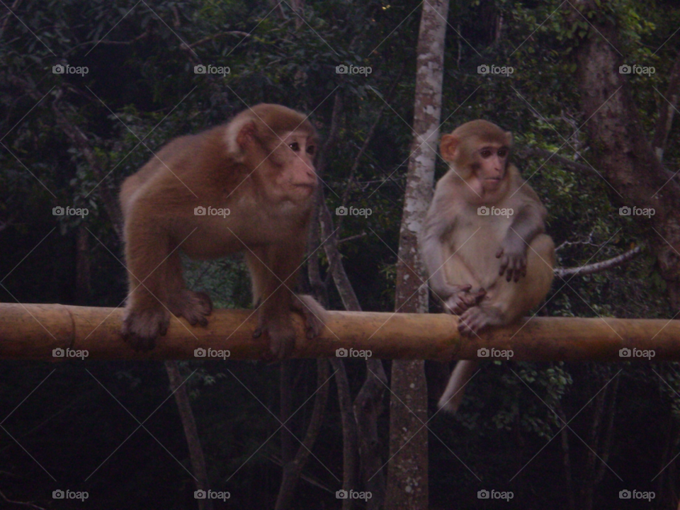 trees jungle monkey thailan by eden_shuker