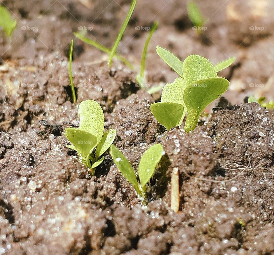 The first spring plants in the village