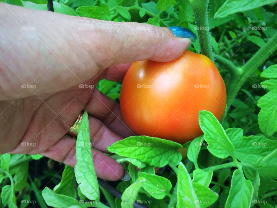 Beef tomatoes
Almost ready to pick, one more day!
Nothing like a fresh toasted tomato sandwich on a hot day. 