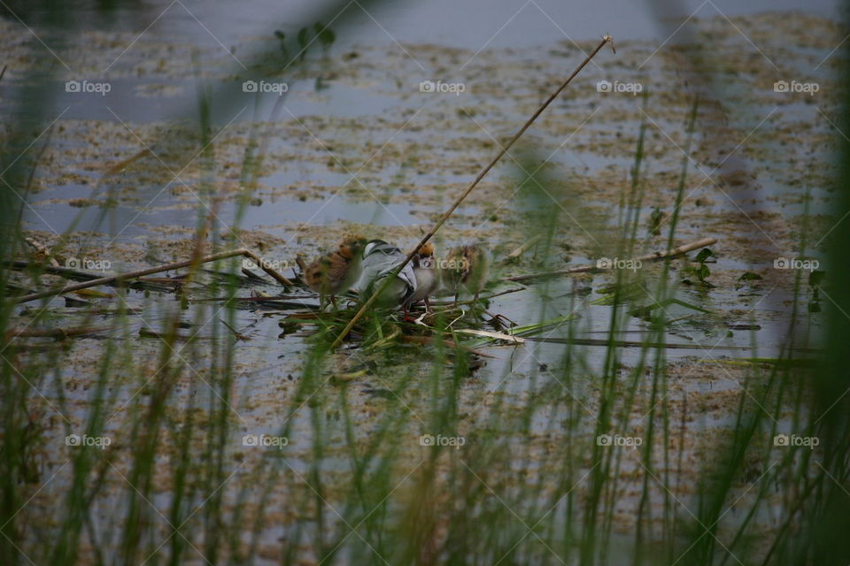 bird nest