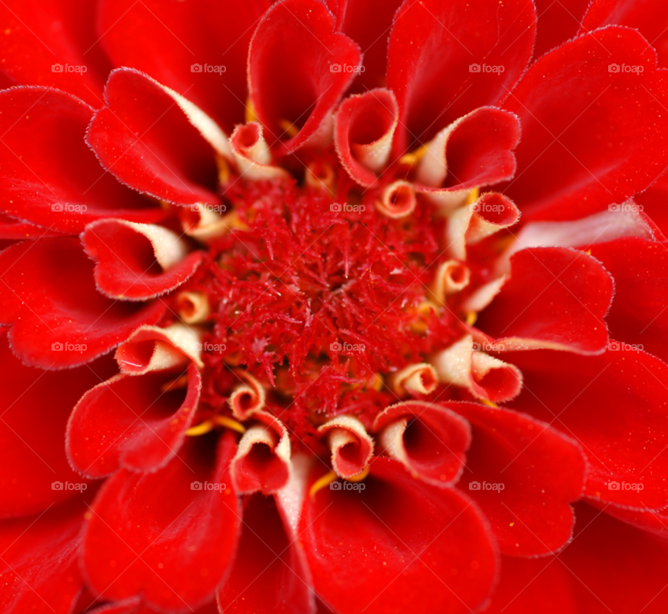 nature flower macro closeup by lightanddrawing