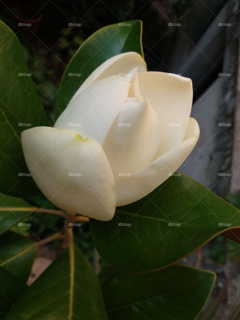 magnolia