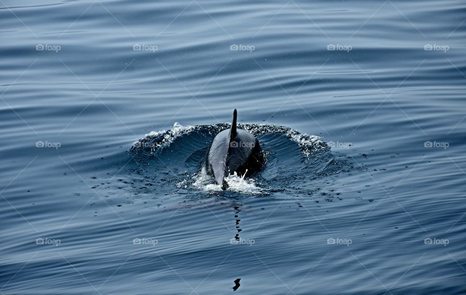 Wild dolfin in the sea