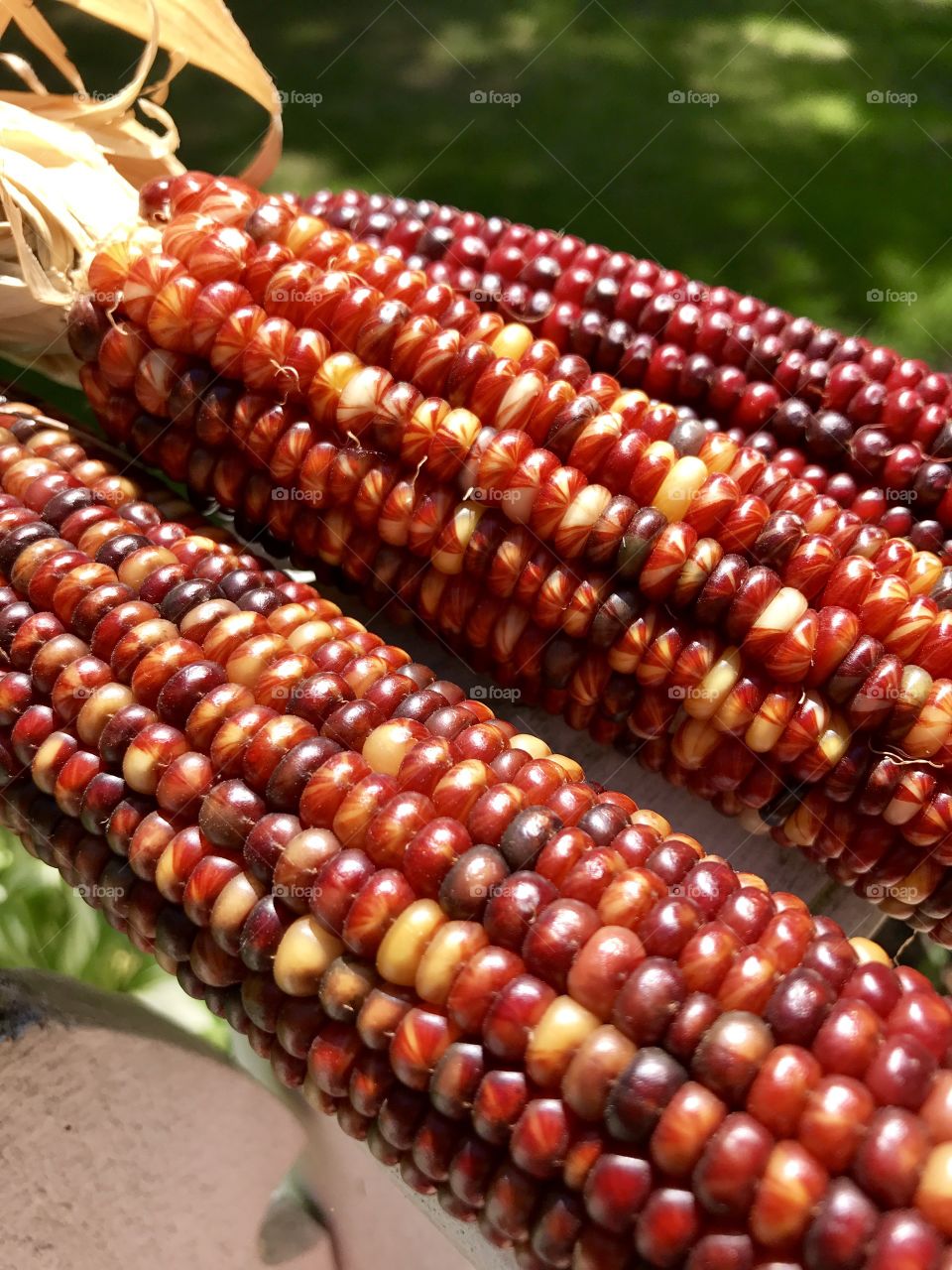 Colorful verities of corn