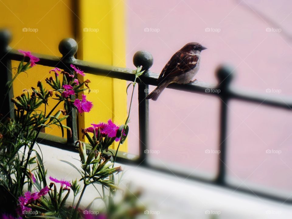 Gorgeous purple flowers and sweet bird in outdoor photo in beautiful serene park area. 