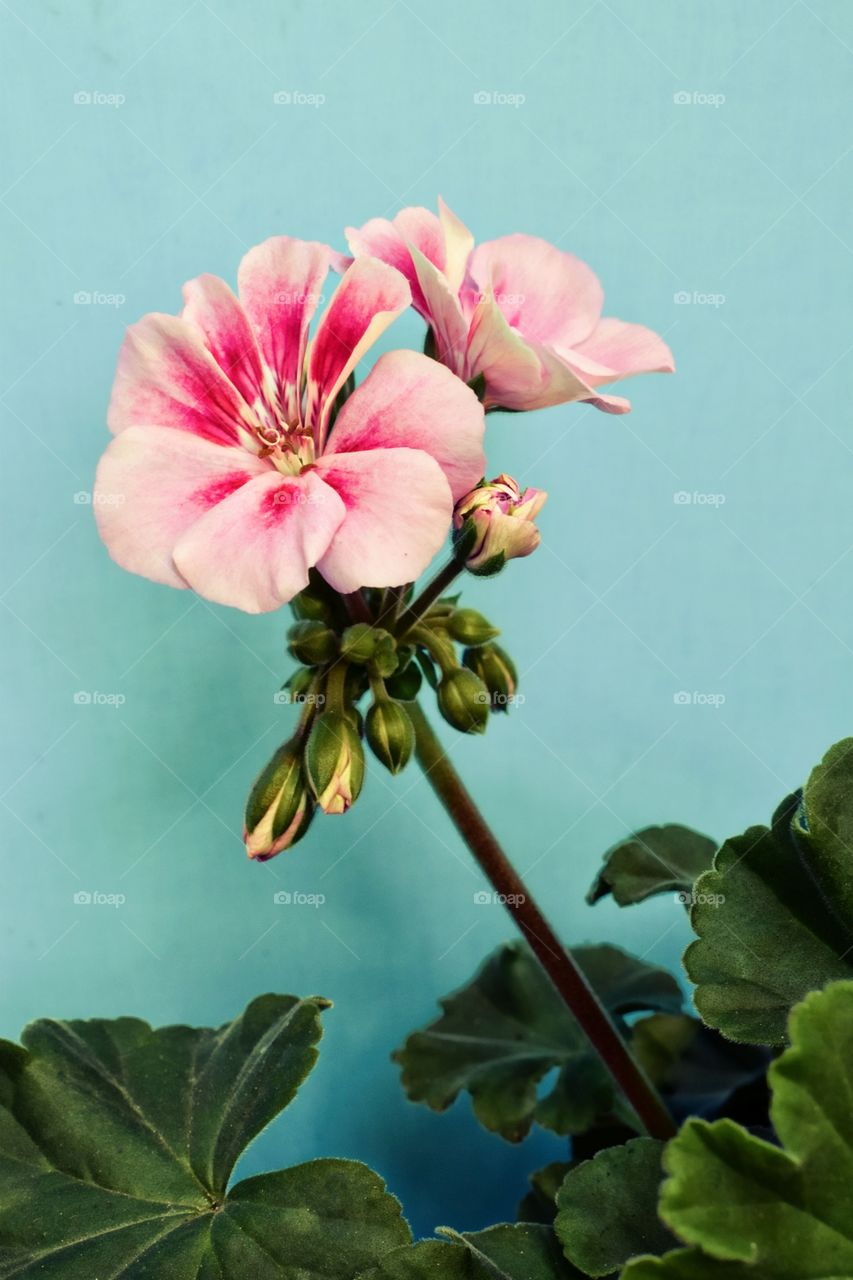 Geranium Floral