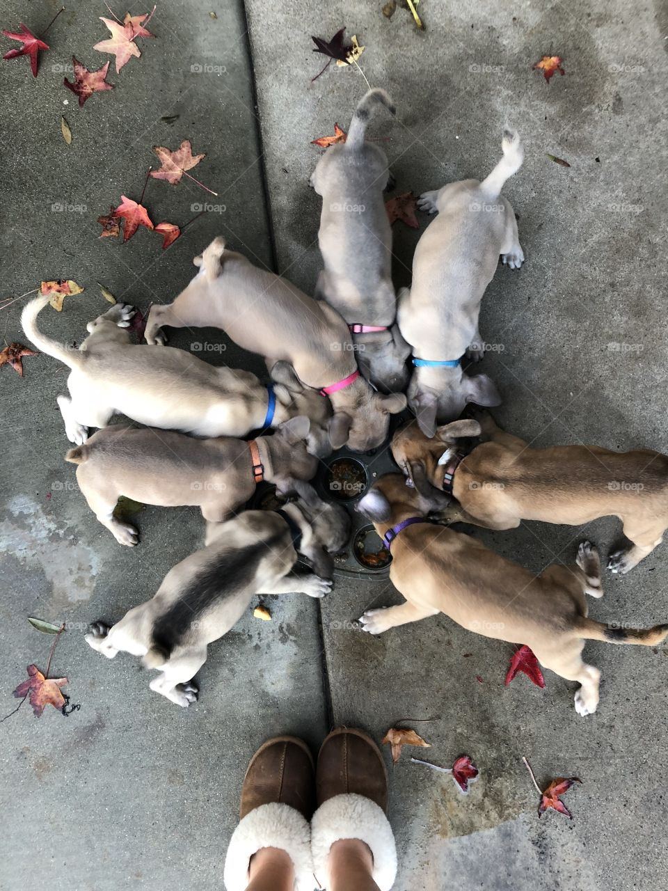 French bulldog puppies eating all together