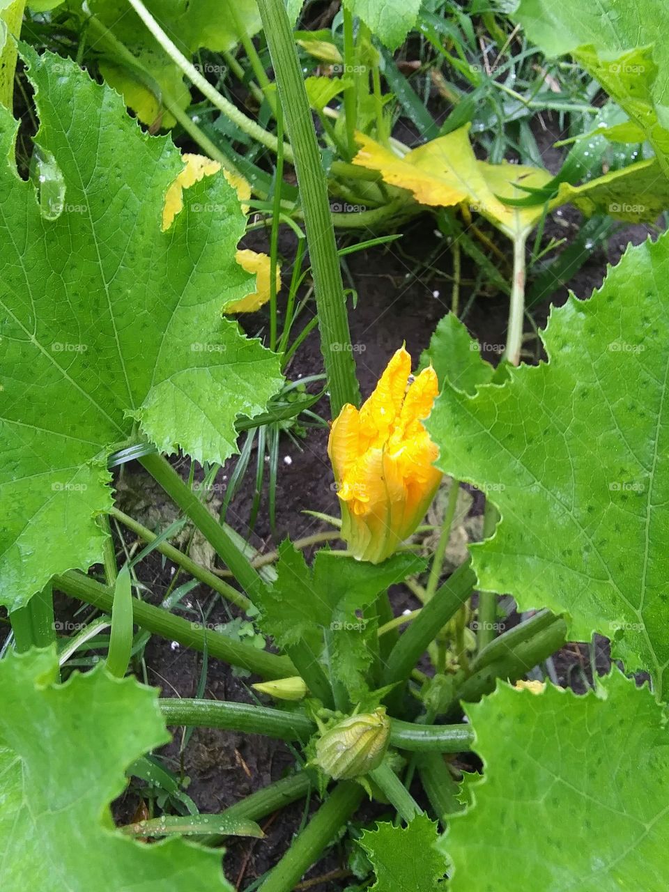 squash blossom