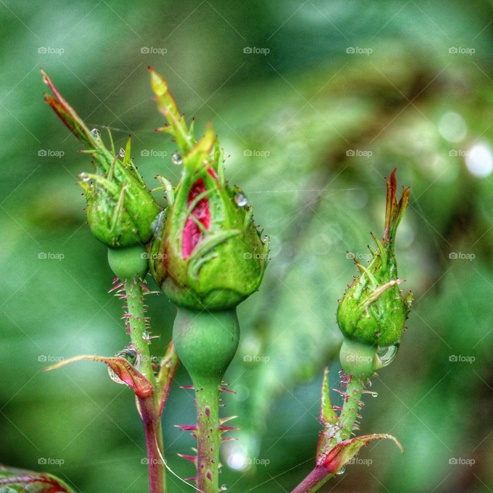 beautiful rose buds