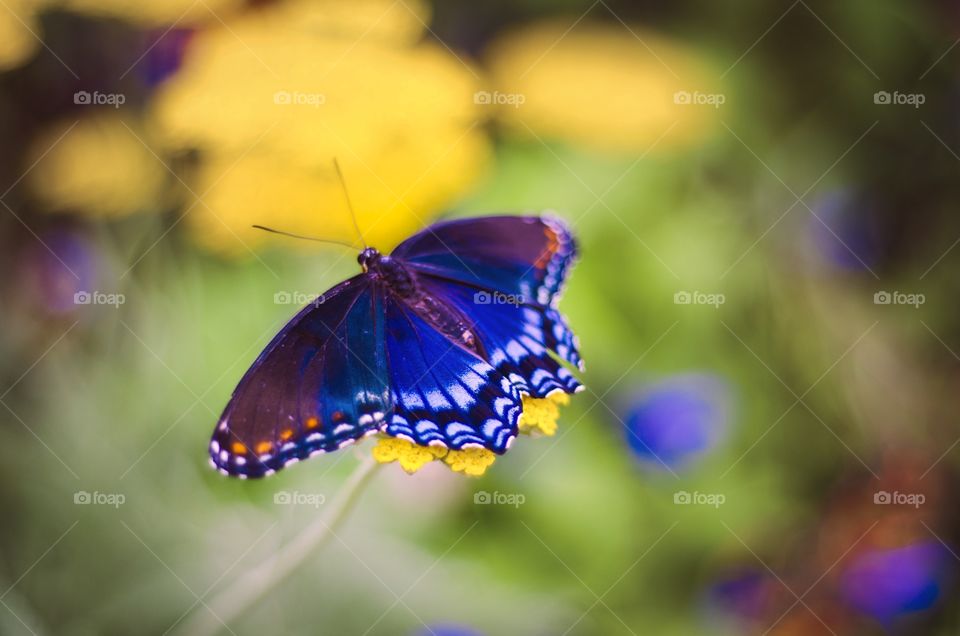 The brightly colored butterflies are returning to roam the blooming wildflowers!