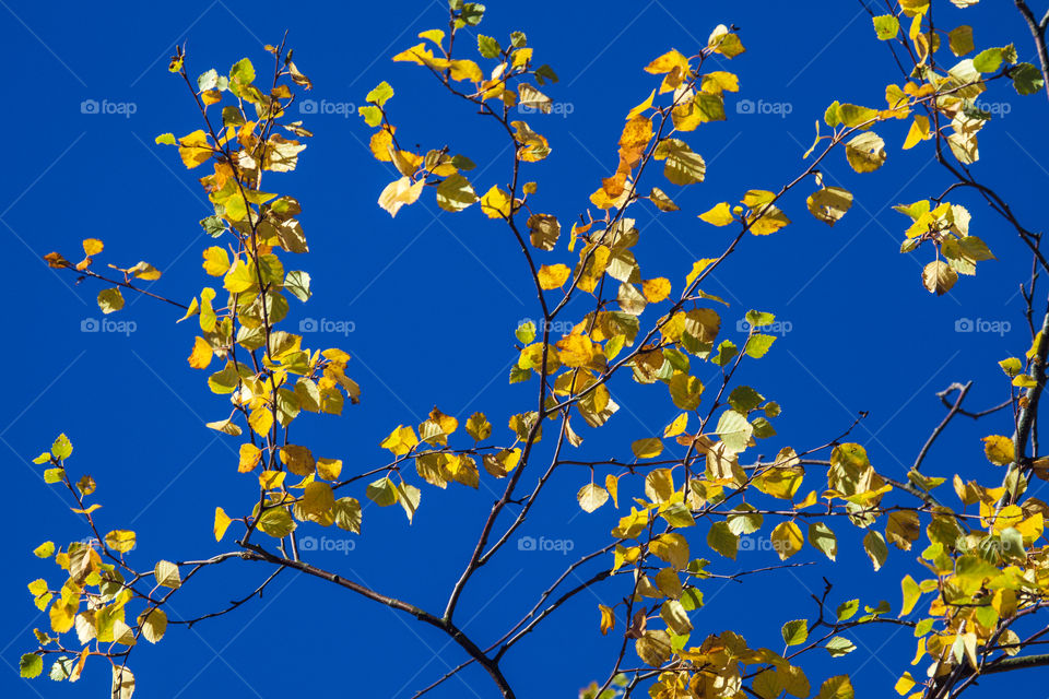 Aspen leaves against blue sky