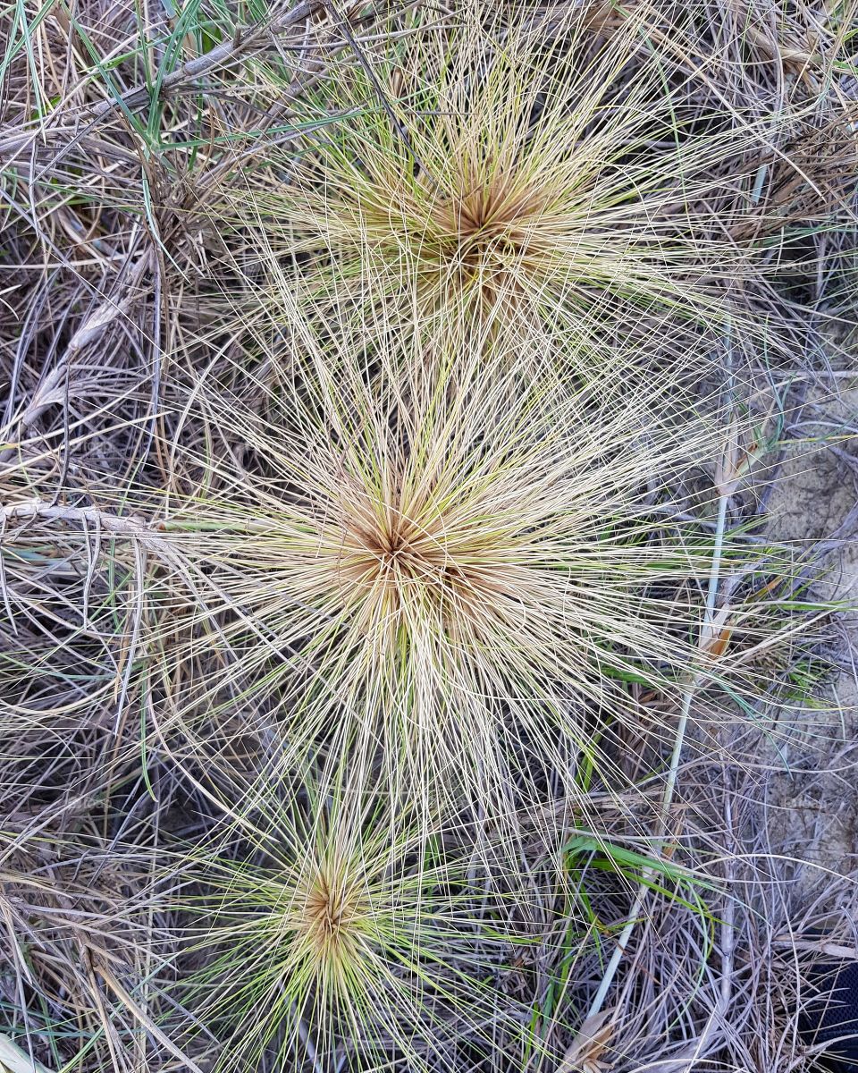 Beautiful grass on ground at seashore