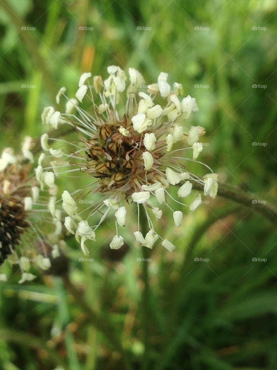 Flowers in woods