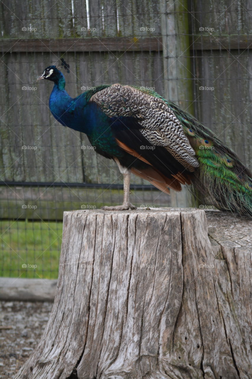 Peacock