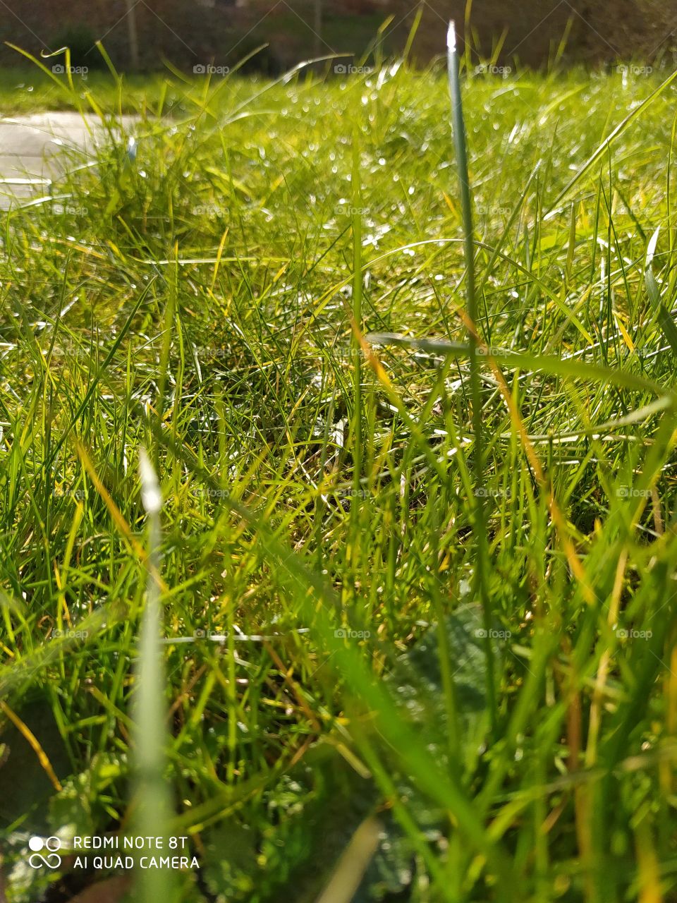 grass