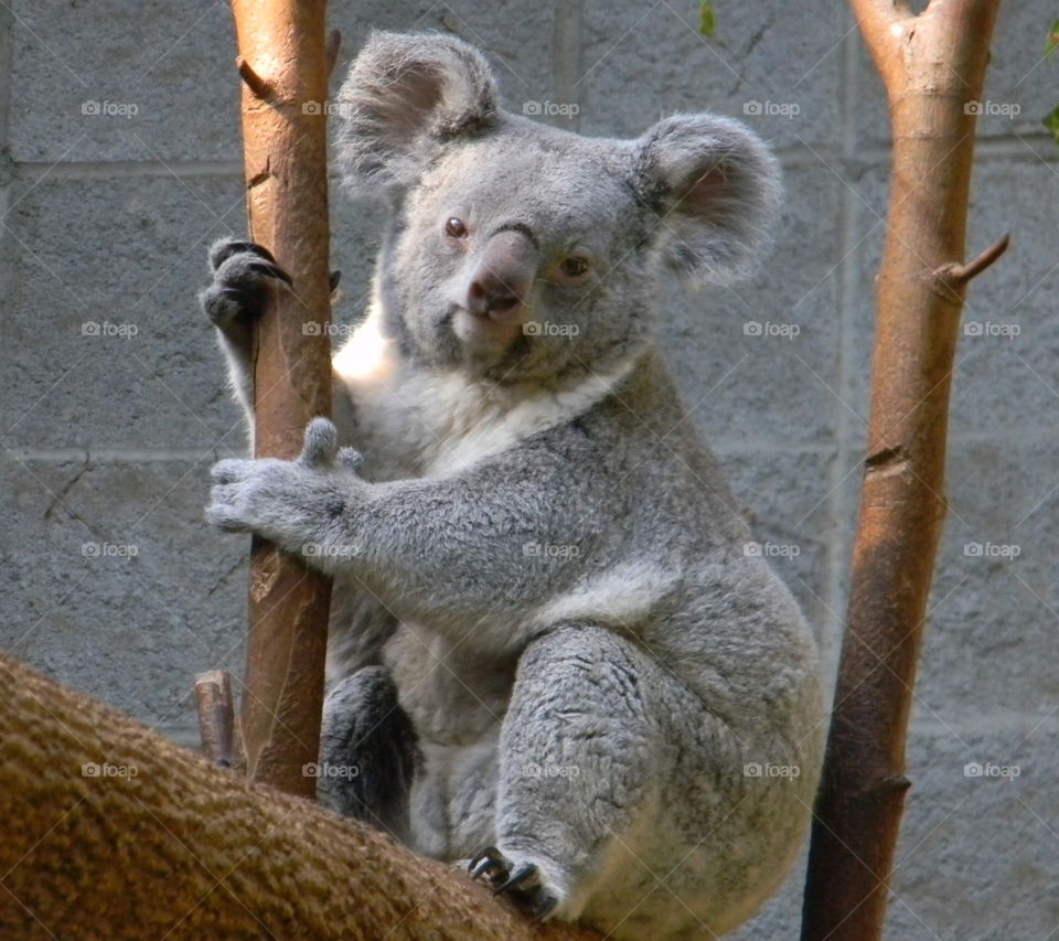 koala