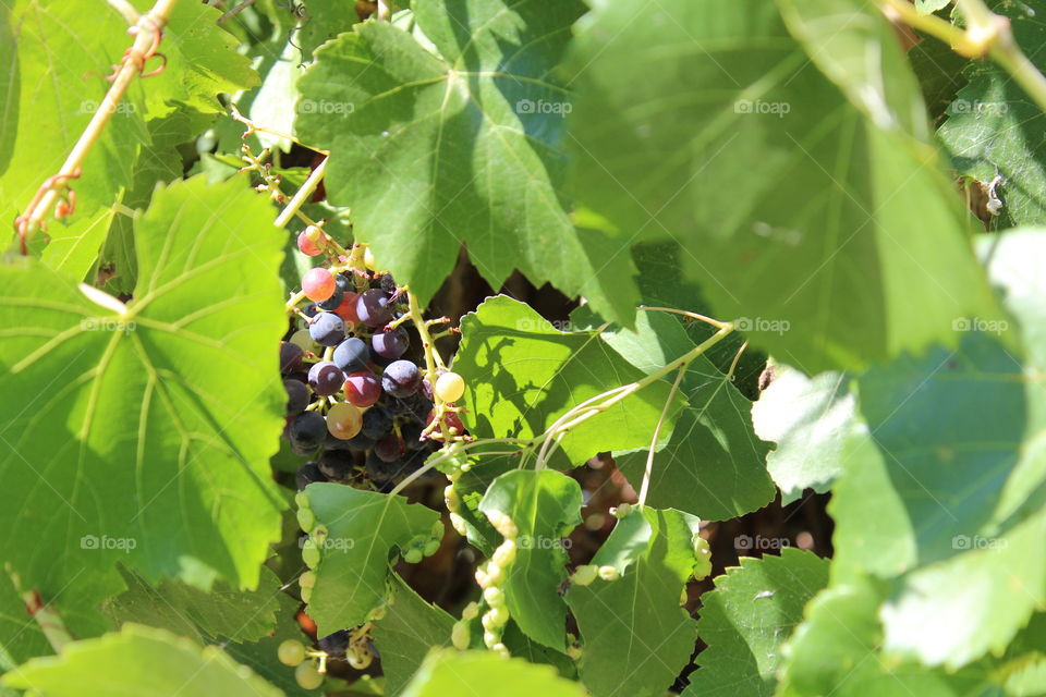 wild grapes, growing along the banks of the Sacramento River